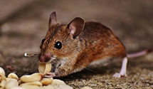 24 Hour & Emergency Exterminators in Canaan Valley, WV